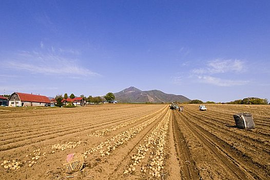 丰收,土豆田