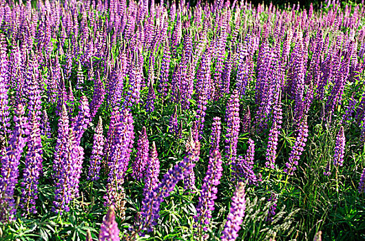 紫色,羽扇豆属植物