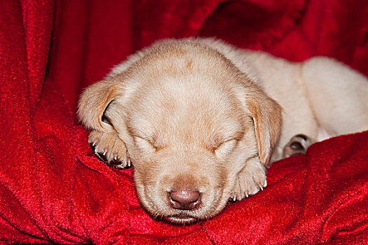 黄色拉布拉多犬,小狗,睡觉,红色,毯子
