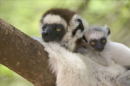 维氏冕狐猴,休息,脆弱,贝伦提私人保护区,马达加斯加