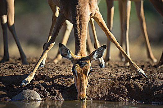 黑斑羚,喝,水潭,南非