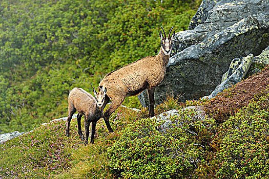 岩羚羊,幼兽,伯恩高地,瑞士,欧洲