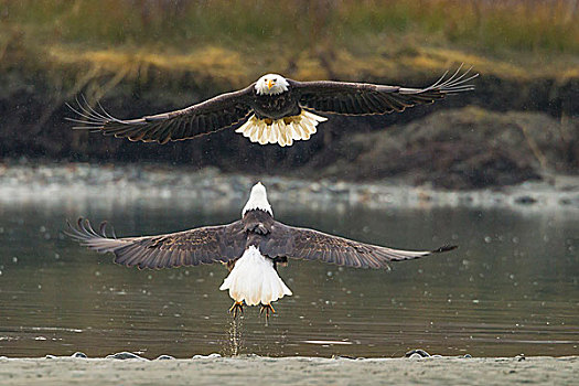 美国,阿拉斯加,契凯特白头鹰保护区,白头鹰,争斗,空中,戈登,画廊