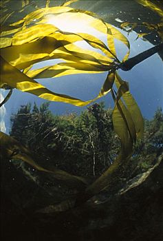 海藻,水下,常绿植物,树林,背景,格里夸湾,温哥华岛,不列颠哥伦比亚省,加拿大