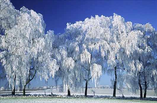 树,白霜,巴伐利亚,德国
