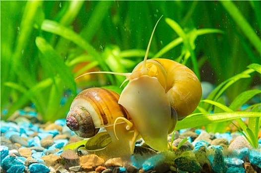 两个,蜗牛,黄色,褐色,条纹,吃,藻类,墙壁,水族箱