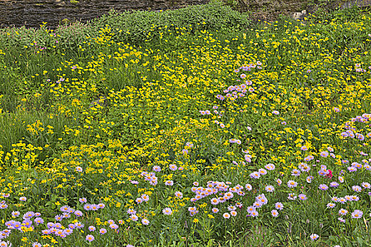 野花,国家公园,蒙大拿,美国