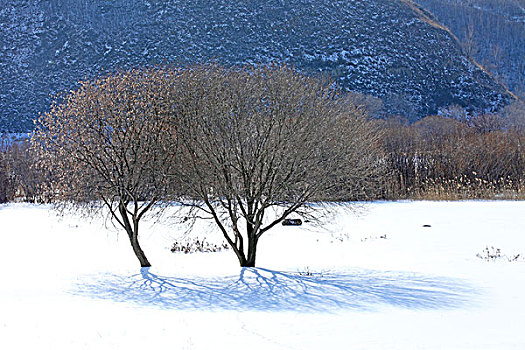 冬季,冬天,树木,冰雪,白色,形状,影子,高调,诗情画意,伴侣,两棵树,做伴,陪伴,依偎,情侣,寒冷