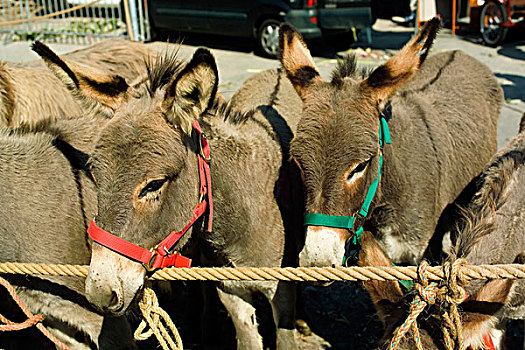 驴,牲畜,市场,布列塔尼半岛,法国