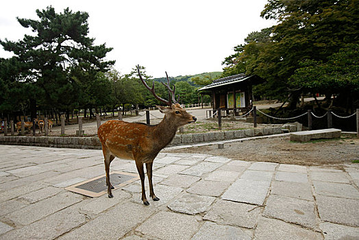 日本,奈良,东大寺