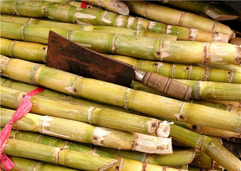 甘蔗图片_甘蔗高清图片_全景视觉