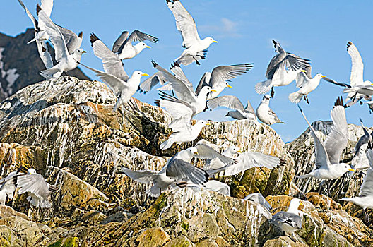 挪威,斯瓦尔巴群岛,斯匹次卑尔根岛,黑脚三趾鸥,三趾鸥,生物群,鸟窝,海岸