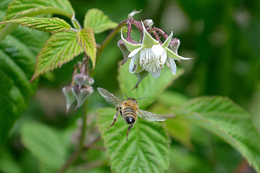 蜜蜂,后视图