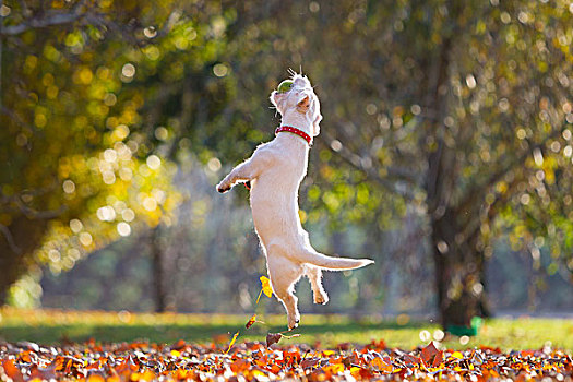 杰克罗素狗,玩,公园,秋天