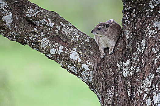 成年,休息,枝条,树上,塞伦盖蒂国家公园,坦桑尼亚,非洲