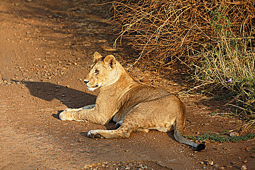 非洲狮,狮子,雌狮,躺着,沙,道路,塞伦盖蒂国家公园,坦桑尼亚,非洲