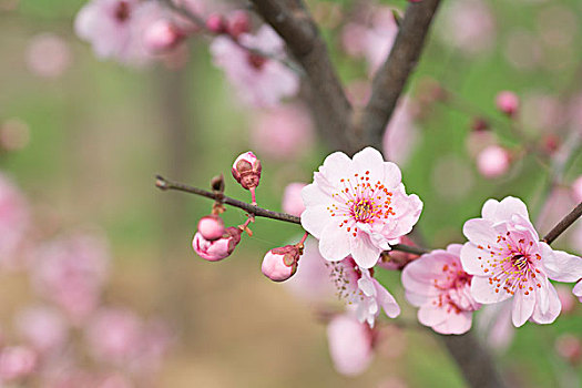 碧桃花开