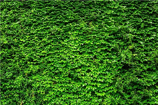 绿色,常春藤,墙壁