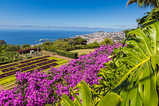 著名,热带,植物园,丰沙尔,城镇,马德拉岛,岛屿,葡萄牙