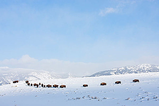 美国,怀俄明,黄石国家公园,野牛,母牛,跟随,一个,文件,斜坡,冬天