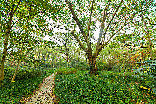 南京中山植物园景观