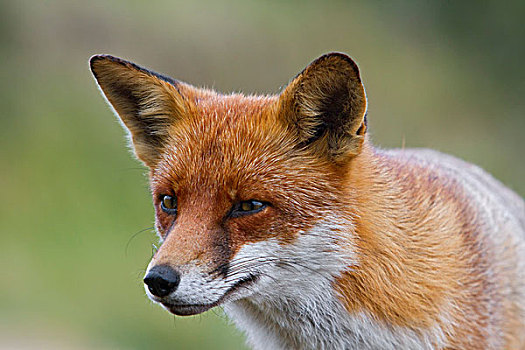 红狐,狐属,肖像,英格兰东南,英国,欧洲