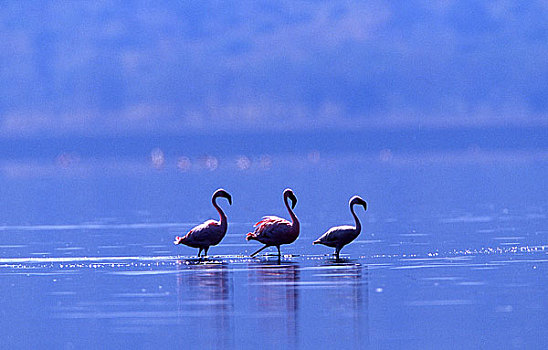 三个,火烈鸟,走,湖,肯尼亚,非洲