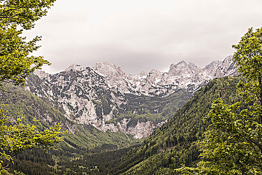 风景,树林,山谷,山,斯洛文尼亚