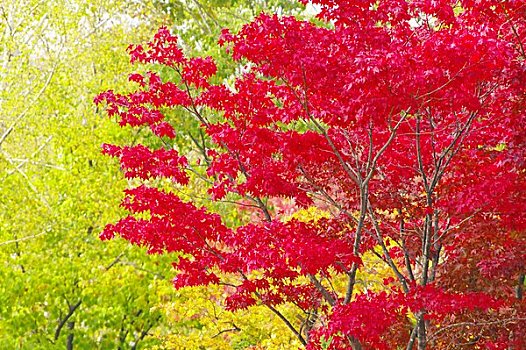 鲜明,枫树,彩色