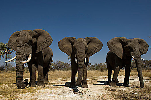 非洲象,家养,灰色,莫雷米禁猎区,奥卡万戈三角洲,博茨瓦纳