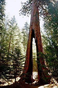 针孔,红杉,小树林,优胜美地国家公园,加利福尼亚,美国