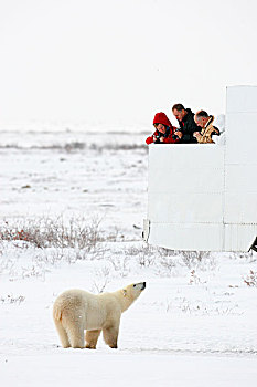 游客,看,摄影,北极熊,苔原,丘吉尔市,曼尼托巴,加拿大