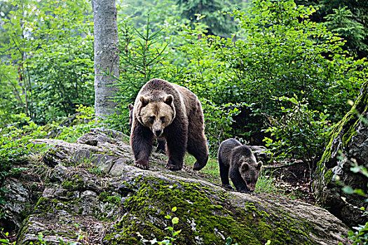 棕熊,母亲,幼兽,巴伐利亚,德国