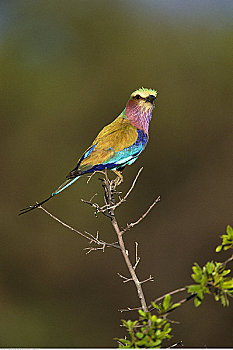 紫胸佛法僧鸟,博茨瓦纳,非洲