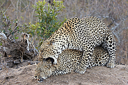 豹,禁猎区,南非