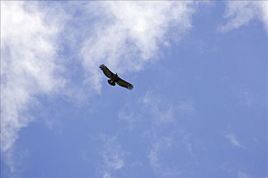 安第斯秃鹰,托雷德裴恩国家公园,智利