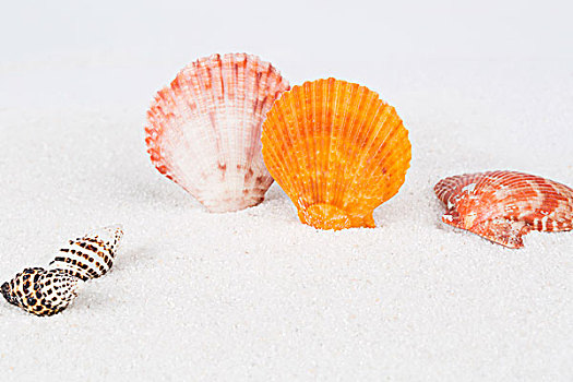 海边的贝壳