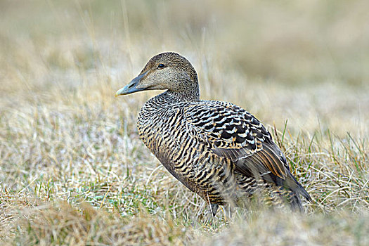 绒鸭,雌性,草,西部,冰岛,欧洲
