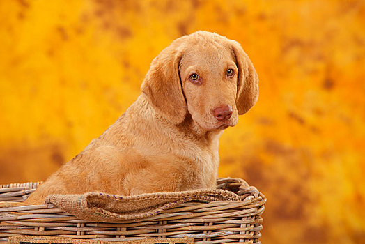 切萨皮克湾寻猎犬,小狗,坐,篮子,10星期大,动物