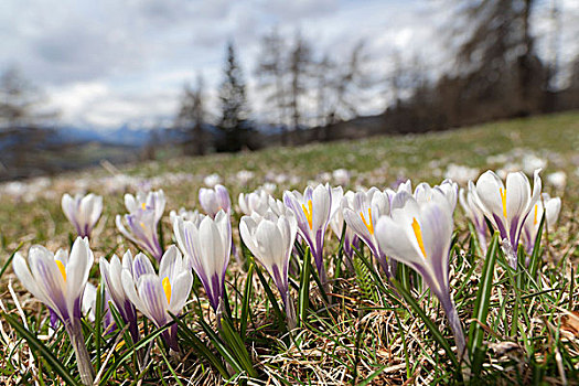 春天,藏红花,番红花属,南提洛尔,阿尔卑斯山,山,草地,盛开,靠近,意大利,南蒂罗尔