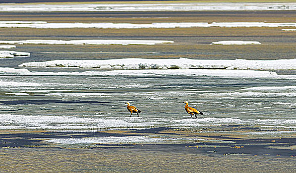 两个,鸭子,盐湖,区域,查谟-克什米尔邦,印度,亚洲