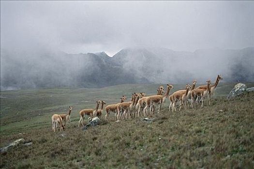 小羊驼,幼仔,军队,高山,300米,秘鲁