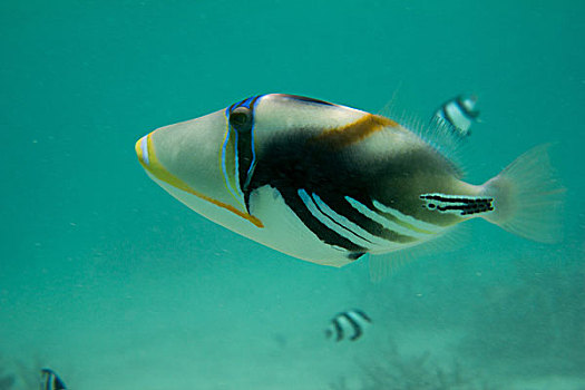 马尔代夫,水下世界
