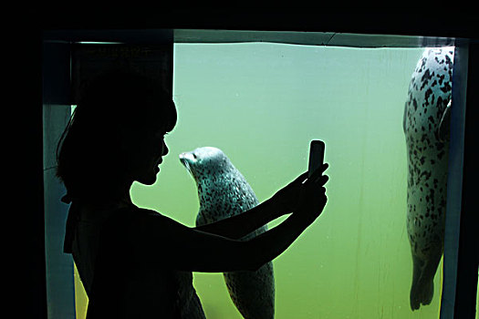 游客,水族馆,动物,游玩,嬉戏,拍照,海豹,海狮