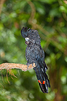 黑色,美冠鹦鹉,梳理,雄性,昆士兰,澳大利亚