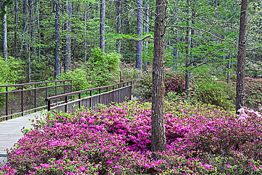 美国,乔治亚,松树,山,人行道,杜鹃花,花园