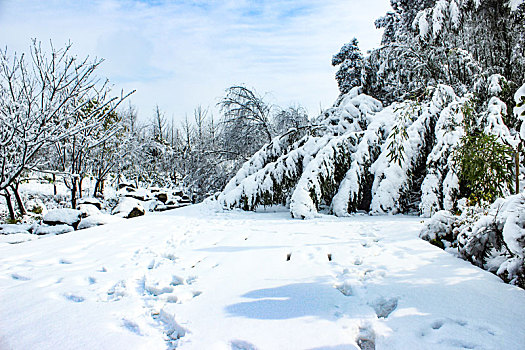 雪景