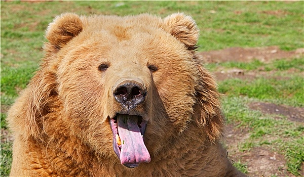 棕熊,舌头