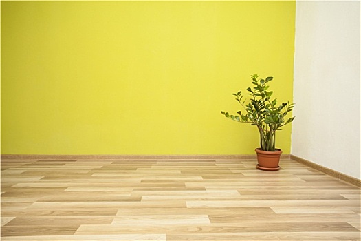 植物,绿色,房间