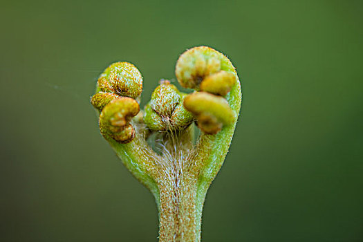 madagascar马达加斯加微距花卉